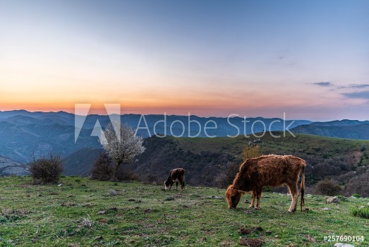 Picture of Spring in the mountain cows in green field